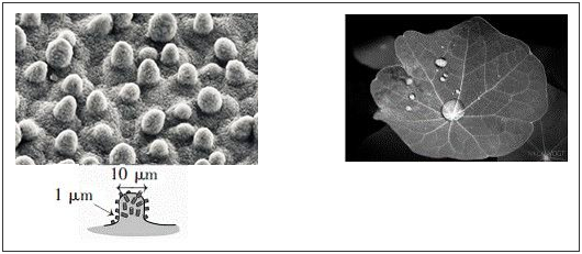 荷葉表面的微觀結構及超疏水效果 荷葉表面的微觀結構及超疏水效果