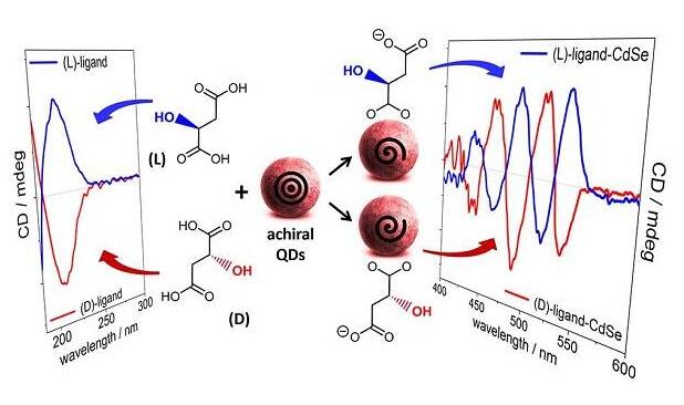手性無巰基羧酸功能化CdSe量子點:解密配體誘導手性的結構要求 手性無巰基羧酸功能化CdSe量子點:解密配體誘導手性的結構要求