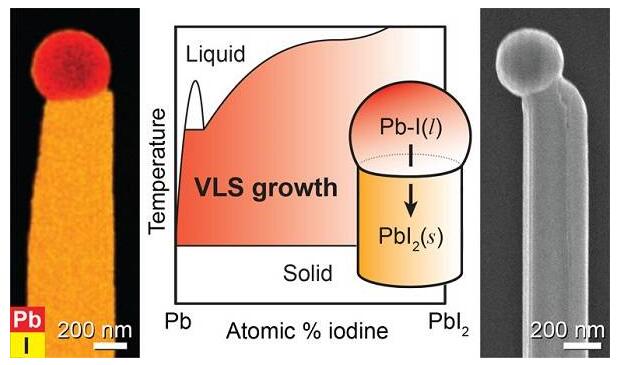 鹵化鉛納米線的自催化氣液固生長及其雜化鈣鈦礦結構轉變 鹵化鉛納米線的自催化氣液固生長及其雜化鈣鈦礦結構轉變