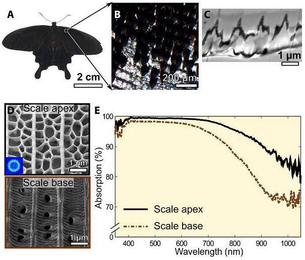 用于薄型光伏吸收體的生物彈性相分離無序納米結構