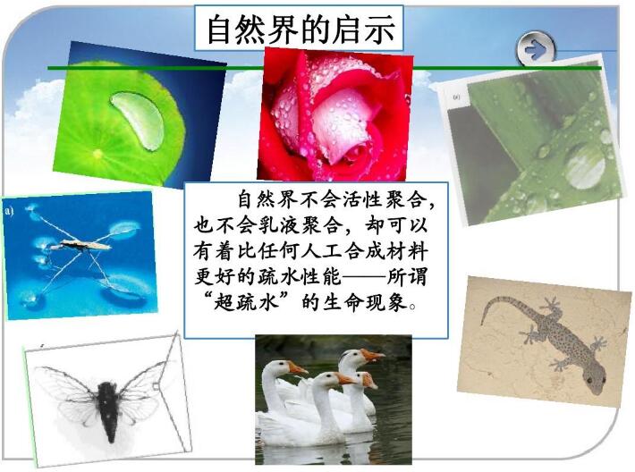 “超疏水”的生命現(xiàn)象 “超疏水”的生命現(xiàn)象