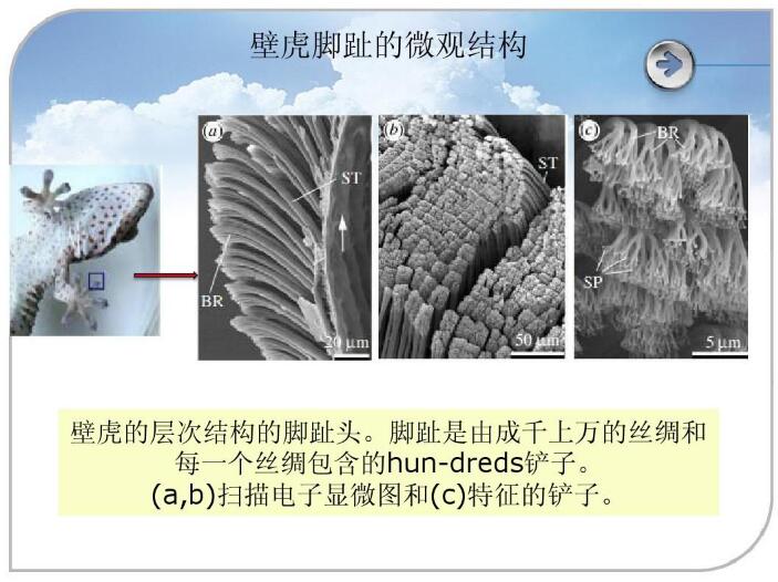 壁虎腳趾的微觀結(jié)構(gòu) 壁虎腳趾的微觀結(jié)構(gòu)