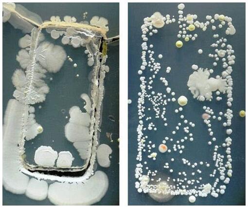 手機表面細菌 手機表面細菌