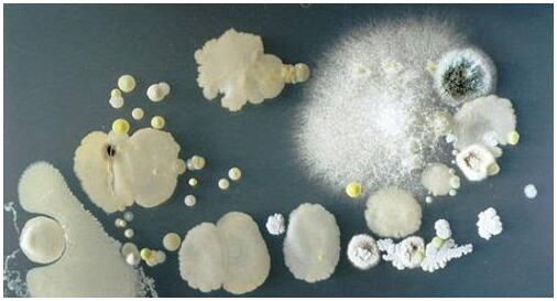 手機表面細菌 手機表面細菌